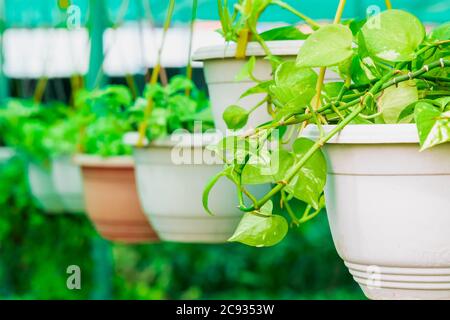 Fleurs de jardin accrochées dans un pot de fleurs dans une maison de jardin Banque D'Images