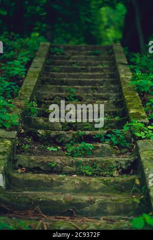 Gros plan de l'ancien escalier en pierre dans le parc. Abandon des marches surcultivées dans une zone boisée. Banque D'Images