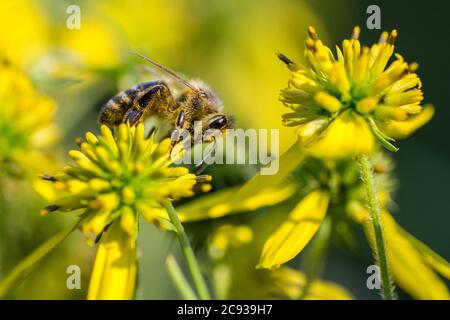 abeille récolte du pollen d'une marguerite jaune Banque D'Images