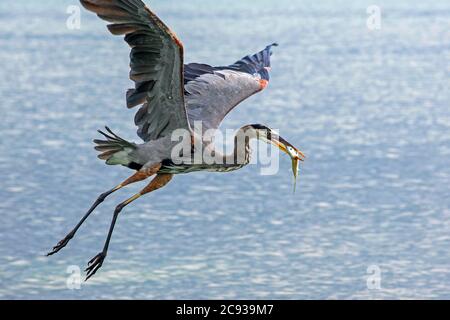 Grand héron bleu (Ardea herodias) en train de se retirer avec des jeunes poissons de makaire capturés au Belize dans la mer des Caraïbes Banque D'Images