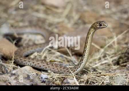 Gros plan d'un serpent dans un champ capturé pendant le jour Banque D'Images