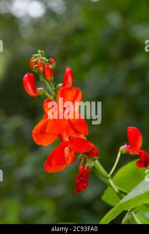 Fleurs rouge écarlate vif de haricots blancs Banque D'Images