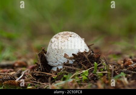 Gros plan d'un champignon, un faux chapeau de mort, émergeant du sol Banque D'Images