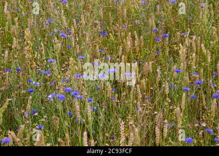 De belles fleurs de maïs bleues et d'autres mauvaises herbes dans un champ de maïs Banque D'Images