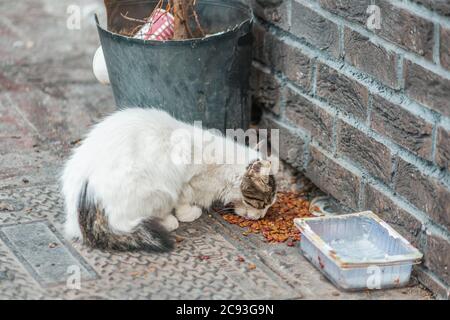 Un chat errant mange des aliments secs entassés près d'un bol et d'une benne sales. Concept de soins et de protection des animaux de compagnie. Banque D'Images