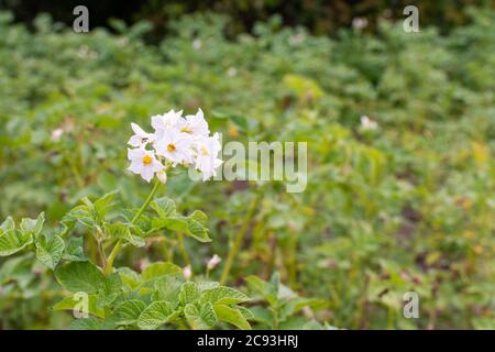 La production des pommes de terre sur un lit de jardin, vert feuilles de pomme de terre avec l'inflorescence, légumes naturels biologiques Banque D'Images