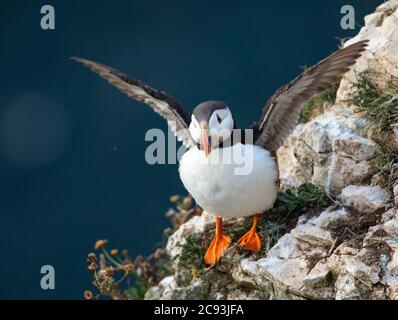 Le macareux de l'Atlantique (Fratercula arctica), connu sous le nom de « clown of the Sea » ou de « perroquet de l'atlantique » dans la réserve naturelle du RSPB Bempton Cliffs, dans le Yorkshire de l'est Banque D'Images