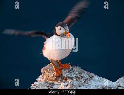 Le macareux de l'Atlantique (Fratercula arctica), connu sous le nom de « clown of the Sea » ou de « perroquet de l'atlantique » dans la réserve naturelle du RSPB Bempton Cliffs, dans le Yorkshire de l'est Banque D'Images