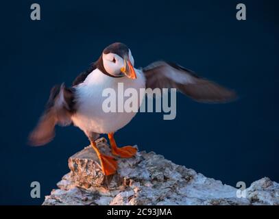 Le macareux de l'Atlantique (Fratercula arctica), connu sous le nom de « clown of the Sea » ou de « perroquet de l'atlantique » dans la réserve naturelle du RSPB Bempton Cliffs, dans le Yorkshire de l'est Banque D'Images