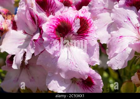 Un gros plan sur des fleurs de pélargonium grandiflorum rose - également Regal Pelargonium, Pelargonium anglais et Pelargonium à grandes fleurs de la famille des géraniums Banque D'Images