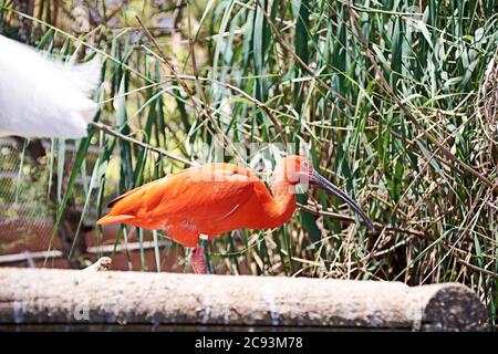 Écarlate ibis manger un petit poisson, coloré, bois, vert Banque D'Images