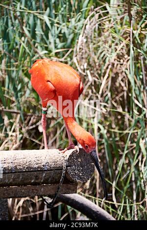 Écarlate ibis manger un petit poisson, coloré, bois, vert Banque D'Images