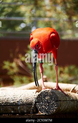 Écarlate ibis manger un petit poisson, coloré, bois, vert Banque D'Images