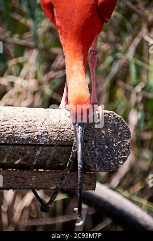 Écarlate ibis manger un petit poisson, coloré, bois, vert Banque D'Images