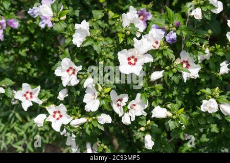 Hibiscus Syriacus L. coeur rouge (Rose de Shannon) un arbuste décidus avec une grande trompette comme des fleurs blanches avec un centre rouge Banque D'Images