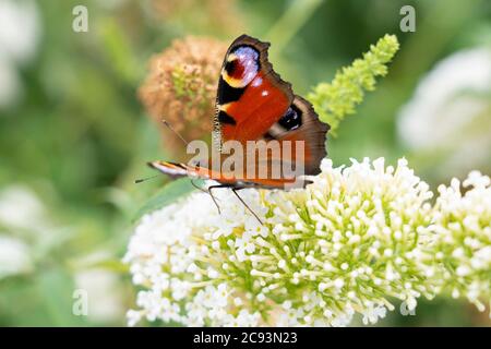 Aglais io, le paon européen, ou communément connu sous le nom de papillon de paon sur un buisson blanc, Autriche Banque D'Images