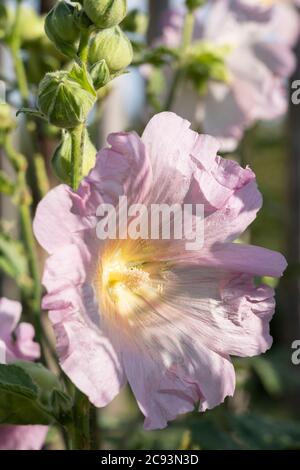 Un Hollyhock rose tendre (Alcea rosea) qui pousse dans un jardin autrichien. Le hollyhock commun est une plante ornementale de la famille des Malvaceae Banque D'Images