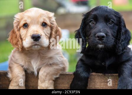 Chiens de chiots mignon noirs et bruns, deux chiots, pennés ensemble sur une clôture en bois à l'extérieur Banque D'Images