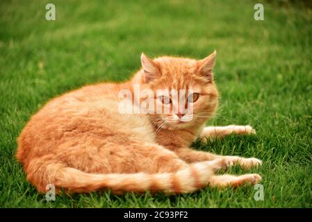 chat de gingembre dans le jardin. Chat de gingembre sur l'herbe. Banque D'Images