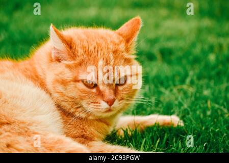 chat de gingembre dans le jardin. Chat de gingembre sur l'herbe. Banque D'Images