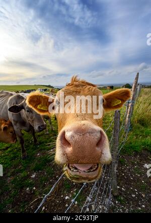 South Downs National Park, Sussex, Angleterre, Royaume-Uni. Gros plan d'une vache sur une ferme sur South Downs Way près de Firle Beacon et de Newhaven. Banque D'Images