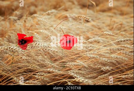Été Ensoleillé fond naturel avec champ avec des oreilles de récolte de blé doré et de fleurs rouges des coquelicots Banque D'Images