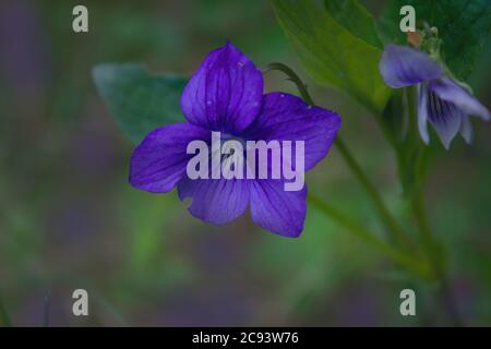 Violet vif, Violet anglais, Violet commun - fleurs violettes fleurissent dans la forêt au printemps, prairie sauvage, arrière-plan. Banque D'Images