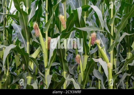 Maïs cultivé, ferme, mi-été, E USA, par James D Coppinger/Dembinsky photo Assoc Banque D'Images