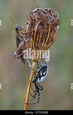 Argiope Spider et Locust à pattes rouges (Melanoplus femurrubrum), sur la dentelle de la reine Anne (Daucus carota), par Skip Moody/Dembinsky photo Assoc Banque D'Images