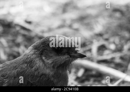 Casse-noisette de Clark dans le parc national de Yellowstone Banque D'Images