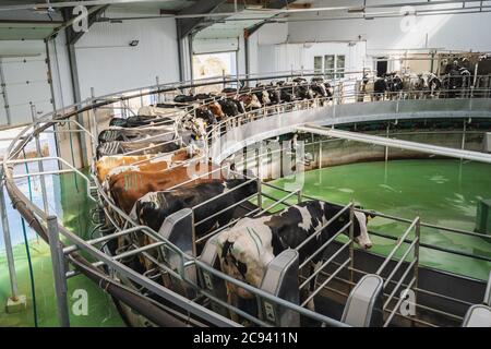 Procédé de traite des vaches sur l'équipement rotatif industriel de la ferme laitière. Banque D'Images