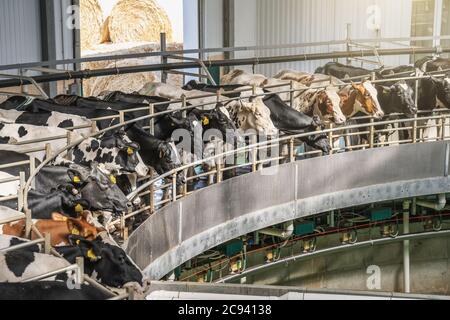 Procédé de traite des vaches sur l'équipement rotatif industriel de la ferme laitière. Banque D'Images