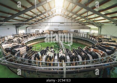 Procédé de traite des vaches sur l'équipement rotatif industriel de la ferme laitière. Banque D'Images