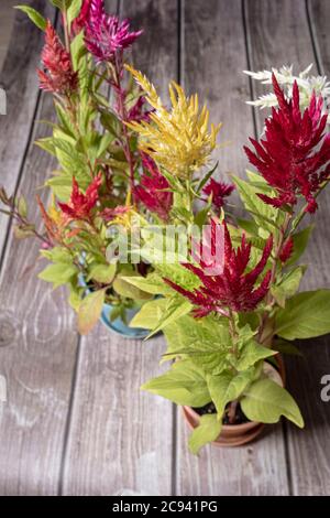 Fleurs colorées et velues sur une plante en fleur Banque D'Images