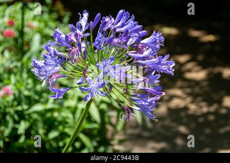 Décoration bleu foncé agapanthus Lily du Nil, dans laquelle les fleurs se contrastent magnifiquement avec le vert de la plante dans un jardin de papillons. Banque D'Images