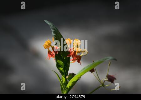 Cette milkweed tropicale est une petite fleur exotique Banque D'Images