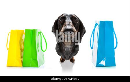 chien de saucisse de dachshund avec sacs de shopping prêts à la réduction et à la vente au centre commercial, isolé sur fond blanc Banque D'Images