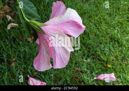 Plusieurs études ont montré que les propriétés antioxydantes de l'hibiscus peuvent être bénéfiques pour prévenir et inhiber la progression du cancer Banque D'Images