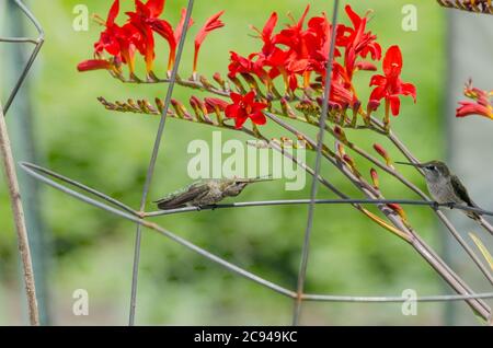Deux colibris d'Anna se querellent au-dessus du territoire près des fleurs de crocosmia rouge dans un jardin communautaire à Redmond, Washington. Banque D'Images