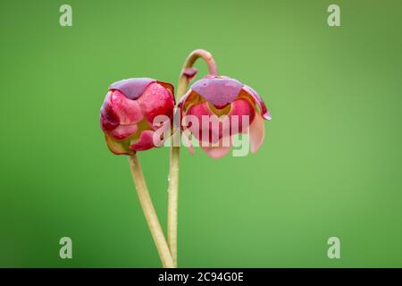 Deux fleurs de pichet pourpres, sarracenia purpurea, rosettes. Les plantes carnivores ont des pétales semblables à des feuilles, pourpres et rouges. Banque D'Images