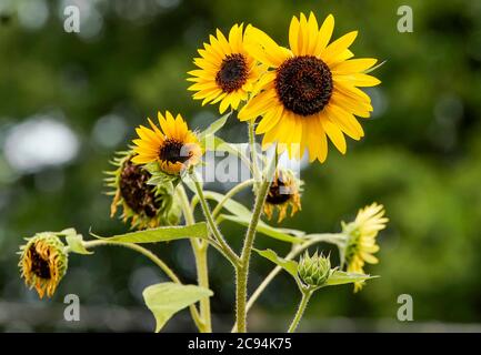 Tournesol jaune vif en pleine fleur. Banque D'Images