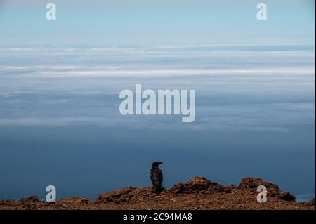 La Palma, Espagne. 28 juillet 2020. Un corbeau noir et une mer de nuages à Roque de los Muchachos, le point le plus élevé de l'île de la Palma dans les îles Canaries, où l'Observatoire de Roque de los Muchachos est situé avec certains des plus grands télescopes du monde crédit: Marcos del Mazo/Alamy Live News Banque D'Images