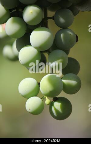 Parfait raisins frais de vin albanais croissant dans la cour. Banque D'Images