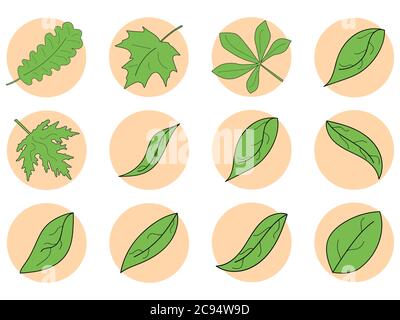 Jeu d'icônes de feuilles vertes. Contour des feuilles d'érable, de chêne et de châtaignier dans un cercle isolé sur fond blanc. Illustration vectorielle Illustration de Vecteur