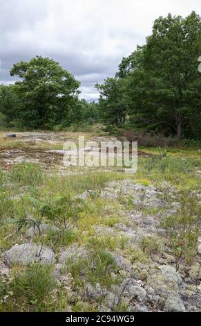 Roche glaciaire avec végétation et arbres sous ciel orageux à la réserve naturelle de Torrance Barrens en Ontario Canada Banque D'Images