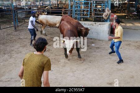 Gaza, Palestine. 27 juillet 2020. Les commerçants palestiniens affichent leurs animaux sacrificiels sur un marché du bétail dans le nord de la bande de Gaza.les Gazaouis achètent davantage de bétail en préparation de la prochaine fête du sacrifice. EID al-Adha est le plus grand des deux fêtes musulmanes célébrées chaque année, il marque le pèlerinage musulman annuel (Hajj) pour visiter la Mecque, le lieu le plus sacré de l'Islam. Les musulmans abattent un animal sacrificiel et divisent la viande en trois parties, une pour la famille, une pour les amis et une pour les pauvres et les nécessiteux. Crédit : SOPA Images Limited/Alamy Live News Banque D'Images