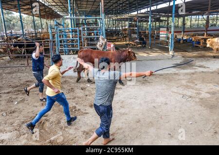 Gaza, Palestine. 27 juillet 2020. Les commerçants palestiniens affichent leurs animaux sacrificiels sur un marché du bétail dans le nord de la bande de Gaza.les Gazaouis achètent davantage de bétail en préparation de la prochaine fête du sacrifice. EID al-Adha est le plus grand des deux fêtes musulmanes célébrées chaque année, il marque le pèlerinage musulman annuel (Hajj) pour visiter la Mecque, le lieu le plus sacré de l'Islam. Les musulmans abattent un animal sacrificiel et divisent la viande en trois parties, une pour la famille, une pour les amis et une pour les pauvres et les nécessiteux. Crédit : SOPA Images Limited/Alamy Live News Banque D'Images