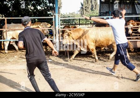 Gaza, Palestine. 27 juillet 2020. Les commerçants palestiniens affichent leurs animaux sacrificiels sur un marché du bétail dans le nord de la bande de Gaza.les Gazaouis achètent davantage de bétail en préparation de la prochaine fête du sacrifice. EID al-Adha est le plus grand des deux fêtes musulmanes célébrées chaque année, il marque le pèlerinage musulman annuel (Hajj) pour visiter la Mecque, le lieu le plus sacré de l'Islam. Les musulmans abattent un animal sacrificiel et divisent la viande en trois parties, une pour la famille, une pour les amis et une pour les pauvres et les nécessiteux. Crédit : SOPA Images Limited/Alamy Live News Banque D'Images