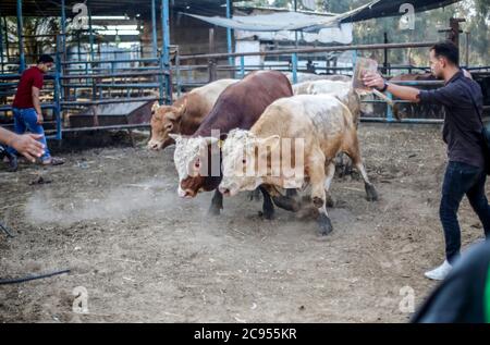 Gaza, Palestine. 27 juillet 2020. Les commerçants palestiniens affichent leurs animaux sacrificiels sur un marché du bétail dans le nord de la bande de Gaza.les Gazaouis achètent davantage de bétail en préparation de la prochaine fête du sacrifice. EID al-Adha est le plus grand des deux fêtes musulmanes célébrées chaque année, il marque le pèlerinage musulman annuel (Hajj) pour visiter la Mecque, le lieu le plus sacré de l'Islam. Les musulmans abattent un animal sacrificiel et divisent la viande en trois parties, une pour la famille, une pour les amis et une pour les pauvres et les nécessiteux. Crédit : SOPA Images Limited/Alamy Live News Banque D'Images