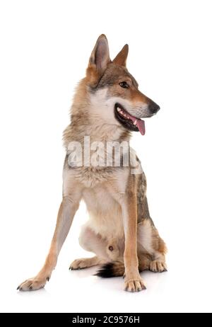 Chien Loup tchécoslovaque in front of white background Banque D'Images